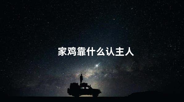 家鸡靠什么认主人